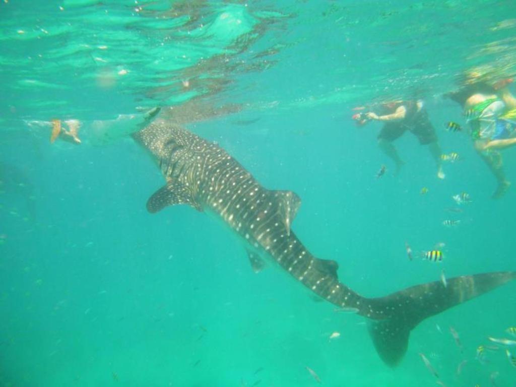 Alta Cebu Resort Bagian luar foto